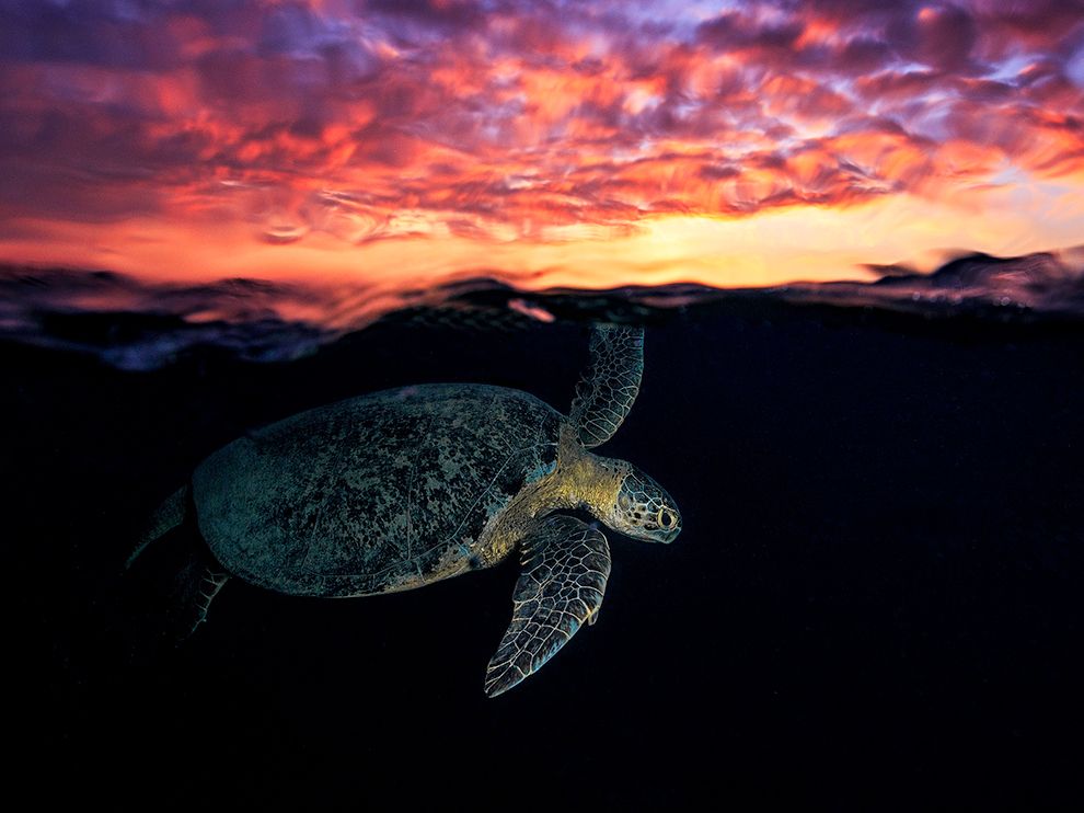 Fiery sky, abysmal ocean, serene creatures all kind of make the perfect photo #Vacation buff.ly/1S28kdL