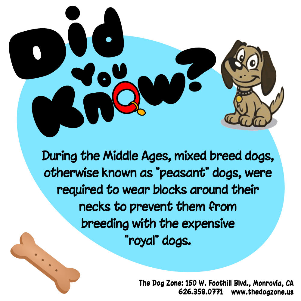 TheDogZone's tweet photo. More Middle Ages trivia! https://t.co/mFVCZ2QMij