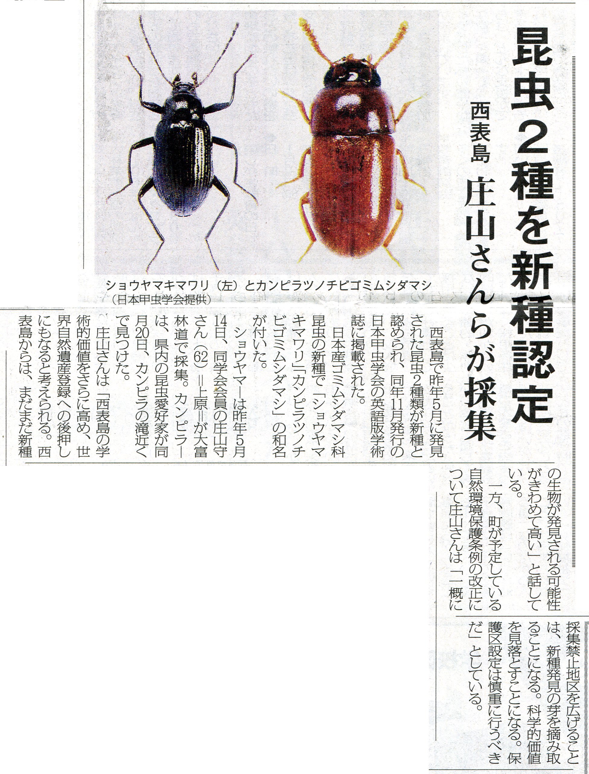 おきしま シン 八重山諸島採集観察地ガイド 刊行準備中 本1月28日付の八重山毎日新聞より 西表島からのショウヤマキマワリとカンピラツノチビゴミムシダマシの記載について 発見者の庄山さん 採集禁止地区を広げることは 新種発見の芽を摘み取る