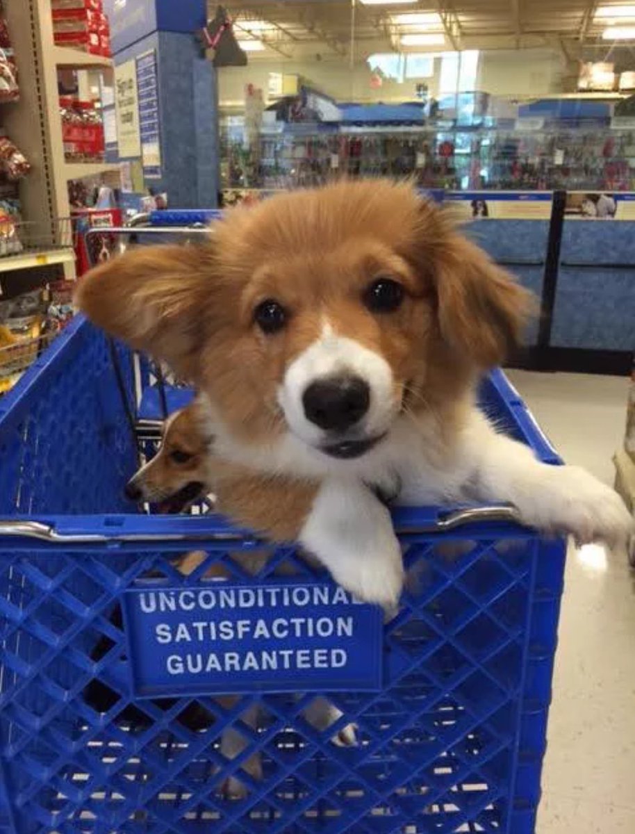 educ_canin's tweet photo. Couple of corgis shopping 🙈 https://t.co/1KwbMlOK1X