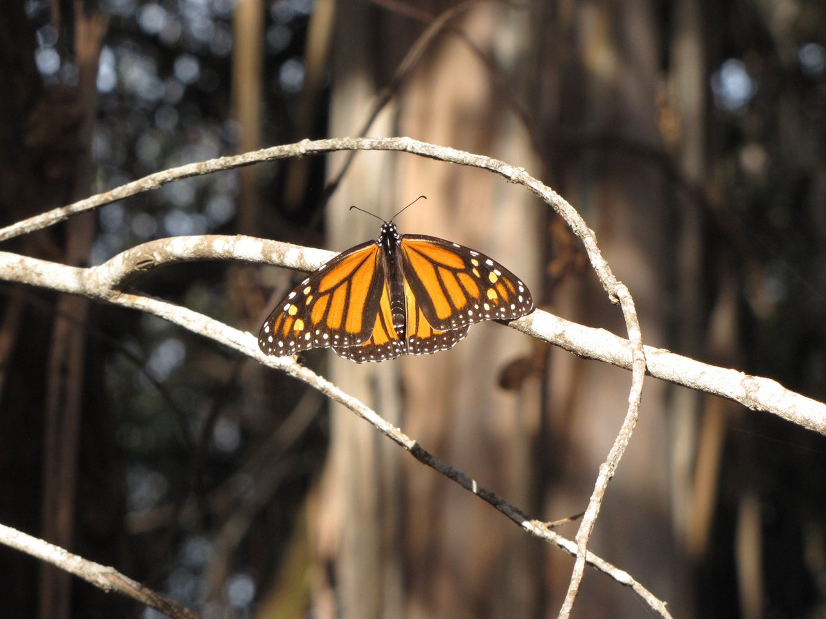 USFWS_PSW's tweet photo. Monarchs travel hundreds of miles to bask in the warmth of the Central CA coast. https://t.co/JryKddITgB https://t.co/3vNKJJDoJQ