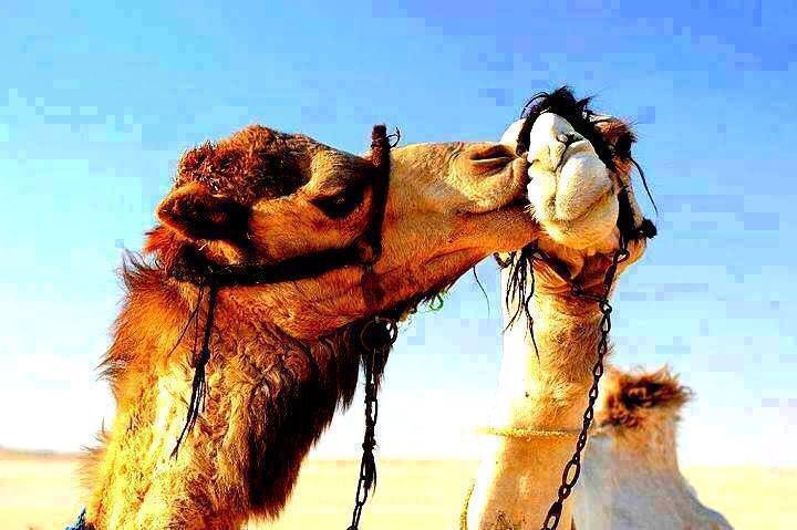 RoadToMoroccoTo's tweet photo. #camels #kiss too. https://t.co/Owixw24YkU