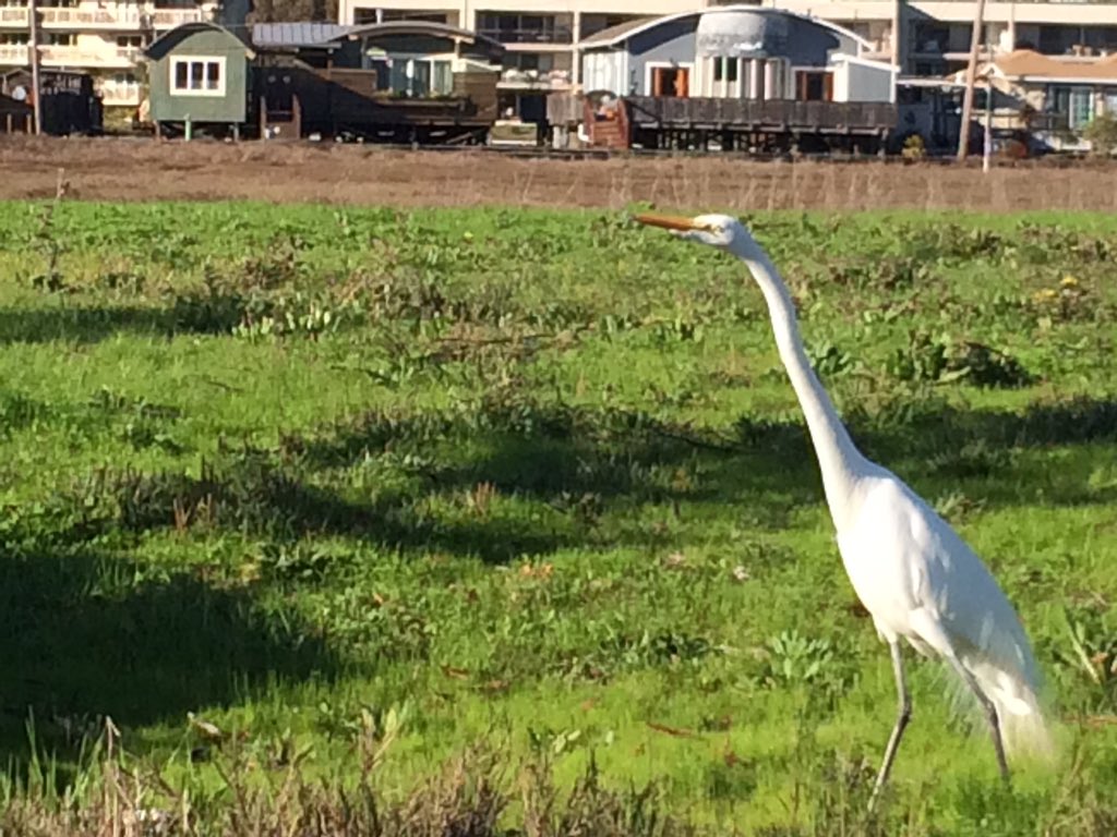ecsaibel's tweet photo. Taking your staff meeting outdoors means opening up the possibility of sights like this. #openairpd #edadmin https://t.co/6BGLZxct5v