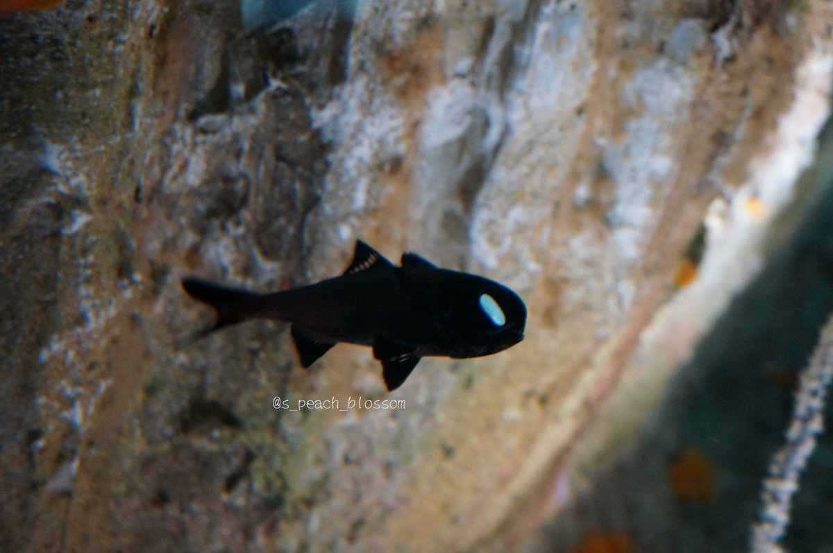 ヒカリキンメダイ بحث في تويتر