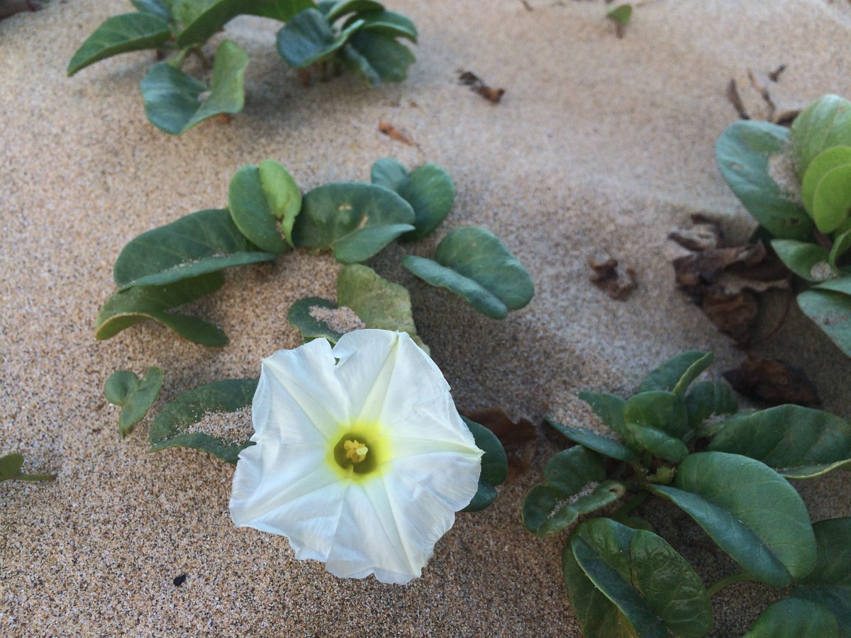 Ipomoea imperati (beach morning glory) growing at Polihale Beach on the west side of #Kauai. #WildflowerWednesday