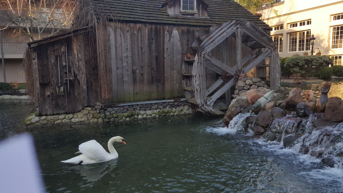 LeaLashley's tweet image. U know you&apos;re in Napa when there R swans at ur hotel #mfsms #winecountry #multifamilysms2016 #multifamily @RealPage