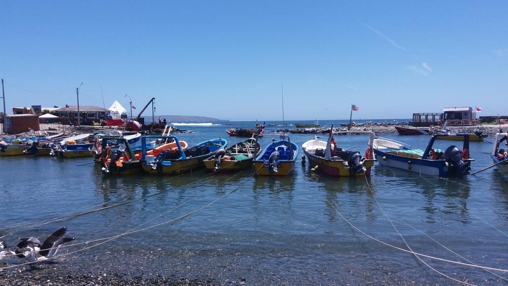 Las caletas de #Atacama están geniales!!!!! Dese una vuelta #veraneocaleta #pescasustentable #consumoresponsable