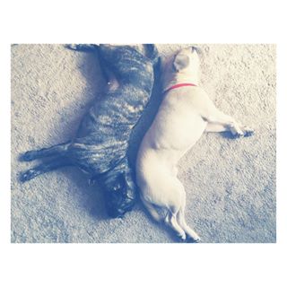Frenchie_Cute's tweet photo. gmโป
ไปฒใใใใใโก
#pug #frepug #frenchbulldog #dogstagram #instadog #lovemydog #ใฝใซใใ https://t.co/irwwwT6zx9 https://t.co/tk74Kgs4kc