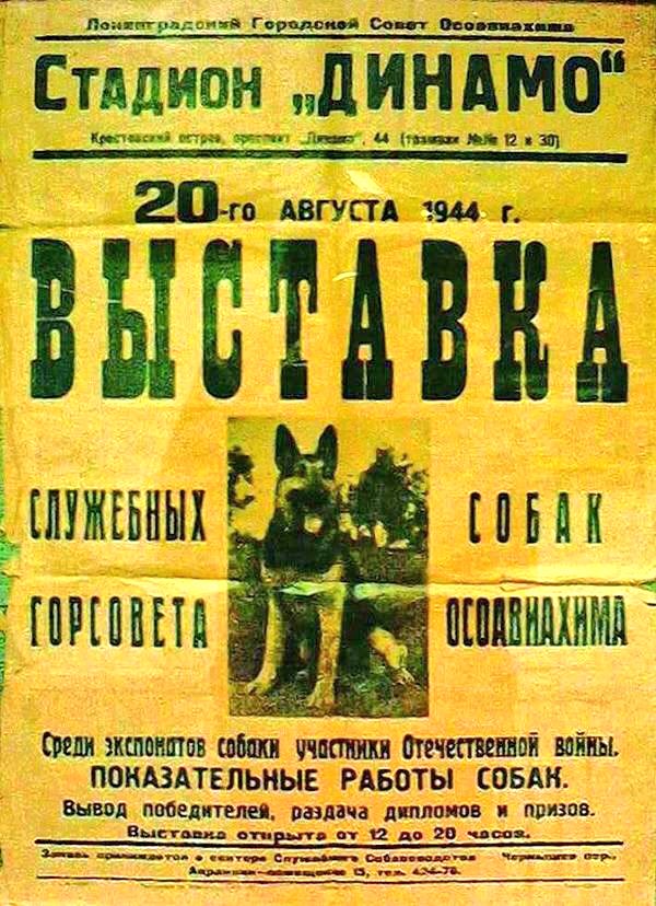 1 выставка собак после снятия  блокады Ленинграда.