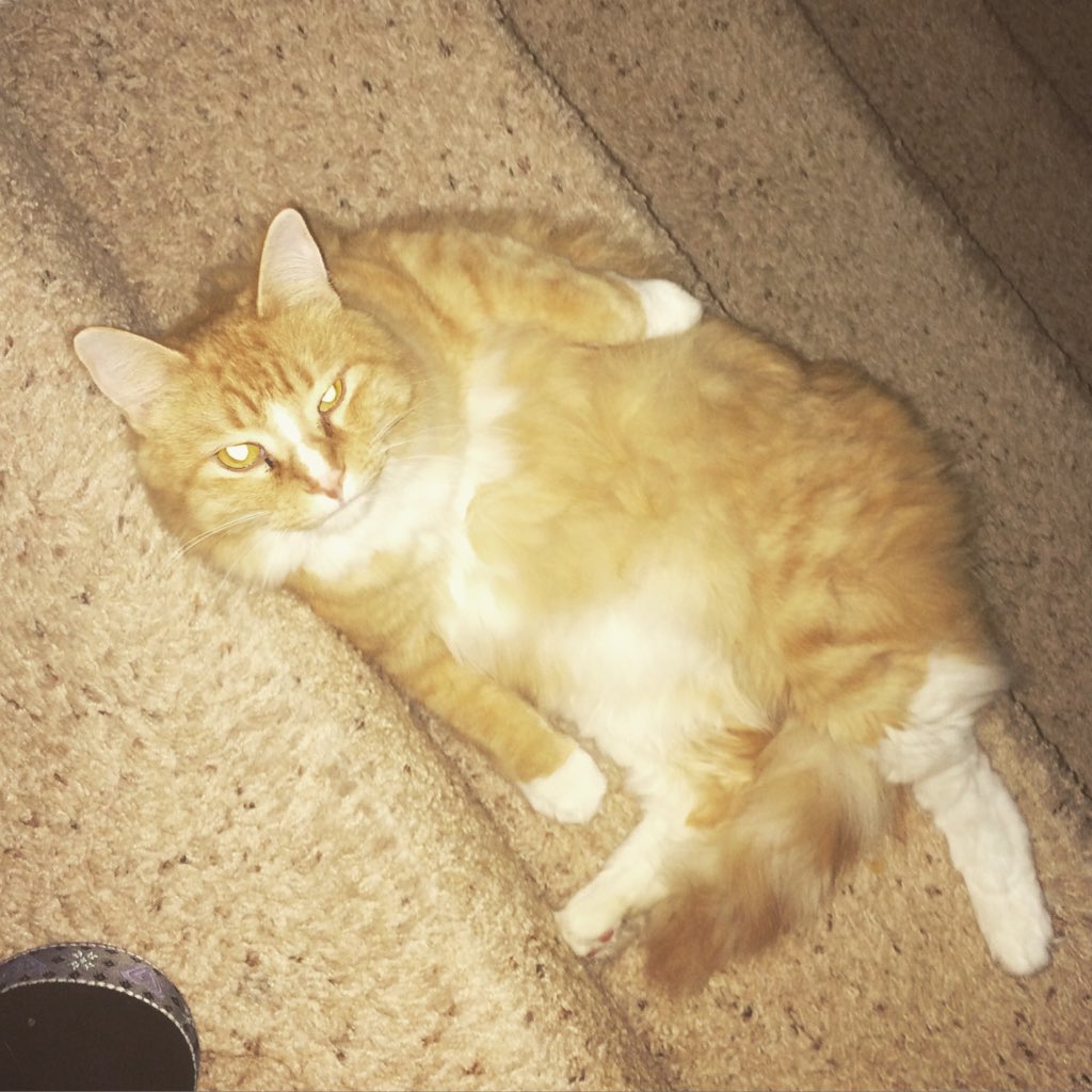 MandaRaeMunoz's tweet photo. The cattitude......the cattitude! 🙄 #cattitude #CatsOfTwitter #furbaby https://t.co/oU4d0e28YA
