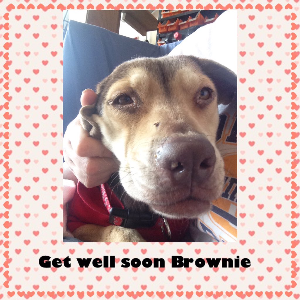 azbeaglerescue's tweet photo. #cutepatient #pneumonia #donate #wellwishes #fightlikeagirl @TheEllenShow @LisaVanderpump @Andy https://t.co/VqYslj1r8q