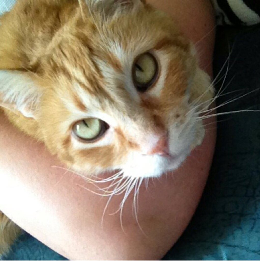 coolleenL's tweet photo. @JacksonGalaxy HELP my best friend and I want to share rent but we worry about our dear solitary cats #helpus #meow https://t.co/JUqxOM5hJi