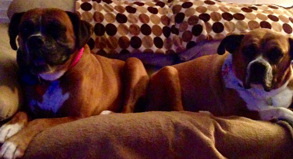 ShannonJordan37's tweet image. These two.. 💗💗 #boxerdogs #boxers #spolied