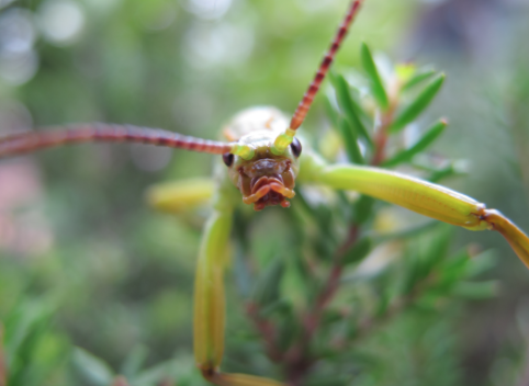 JudyDarley's tweet photo. Congrats, @BristolZooGdns – a grand success with the #LordHoweIslandstickinsect hatchlings https://t.co/8FFVRhvLvu https://t.co/gUyKwP6gfE