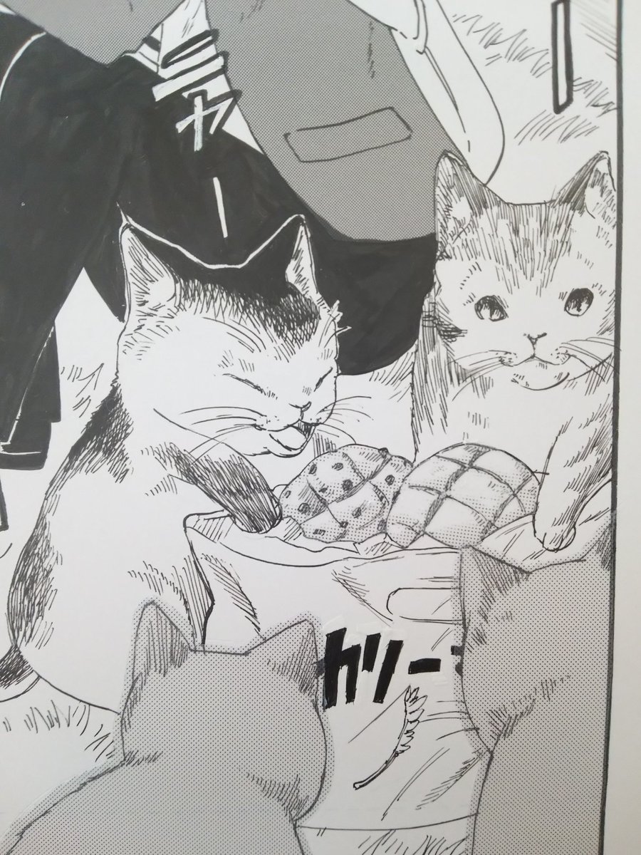 🐱🐱🐱🐱 