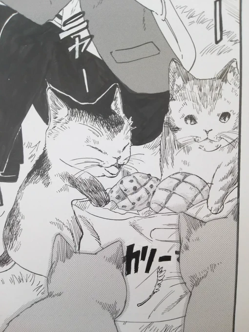 🐱🐱🐱🐱 