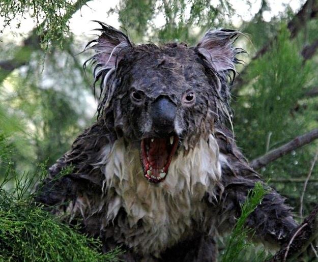 NRRatcliffe's tweet photo. Sorry @rhettandlink, Lizzy is right. Wet koalas look like monsters! #GMM https://t.co/fdYLzFmhPL