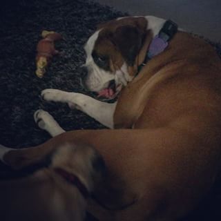 Joy_PhotoCam's tweet photo. Don't mess with me kid #rubyroo #rubytheboxer #boxer #boxerdog #hugopug #pug #pugpuppy https://t.co/wS8mbzfouA https://t.co/6EvirIqyGw