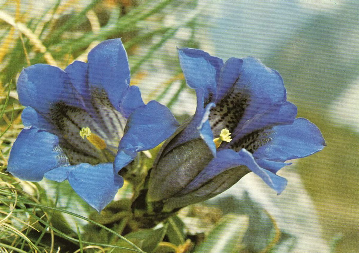 Riscaldamento climatico: i fiori alpini a rischio estinzione.