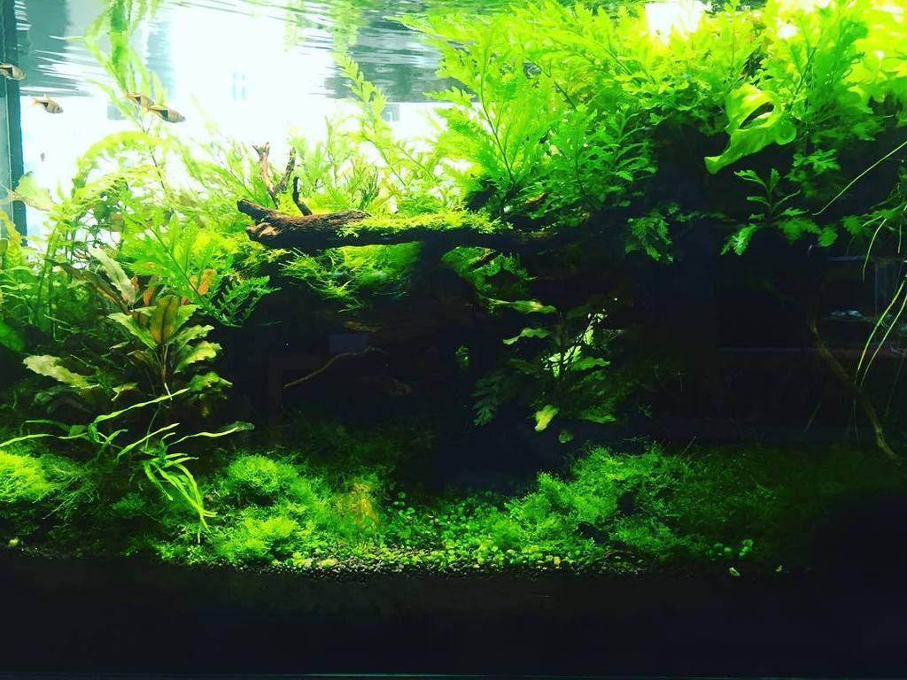 Akvaristan's tweet photo. #akvaristan #aquarium #akvaryum #aquarien #aquarium #aquascape #greenchapter #plants #hobby by @marle1368 https://t.co/CaDRAatwbA