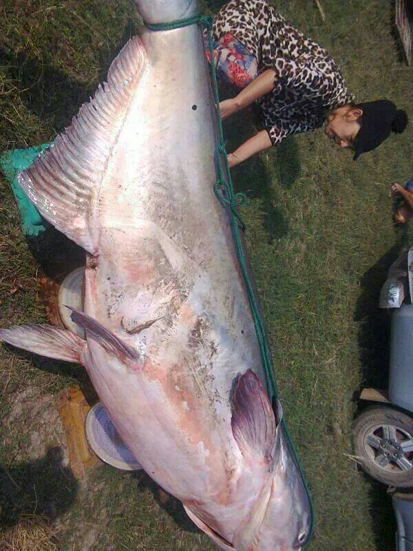 CPhuangjan's tweet photo. @jeffery_alford นี่ตัวใหญ่คับ https://t.co/FOENSQ7Tob