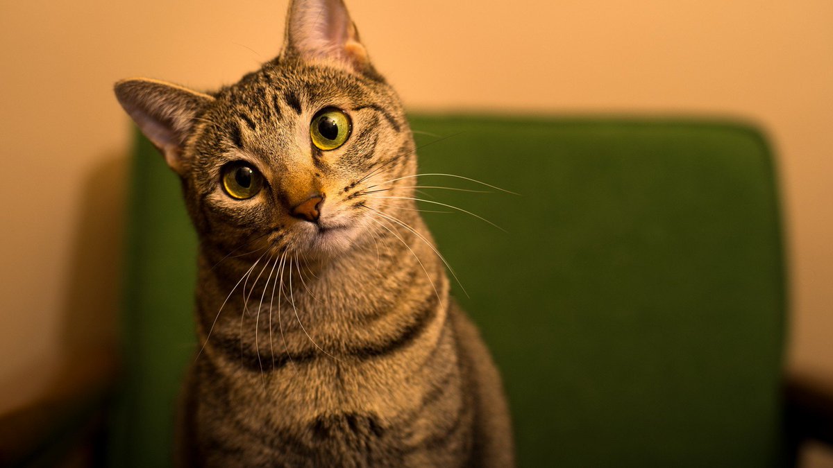 Chat_va tweet picture