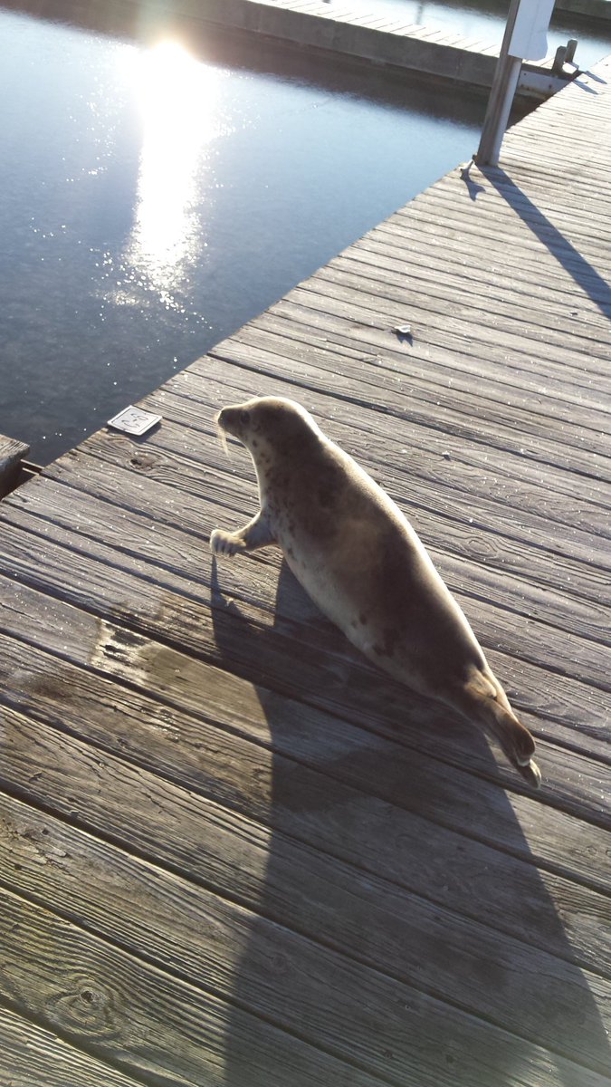 167Maverick's tweet image. #dockseal