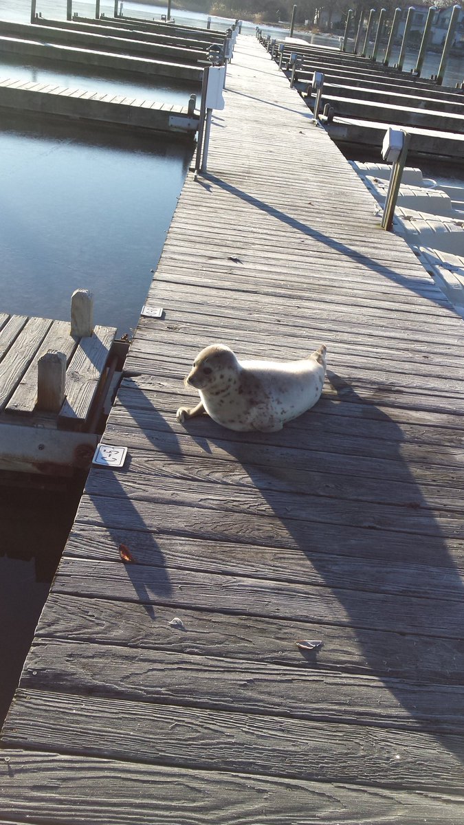 167Maverick's tweet image. #dockseal