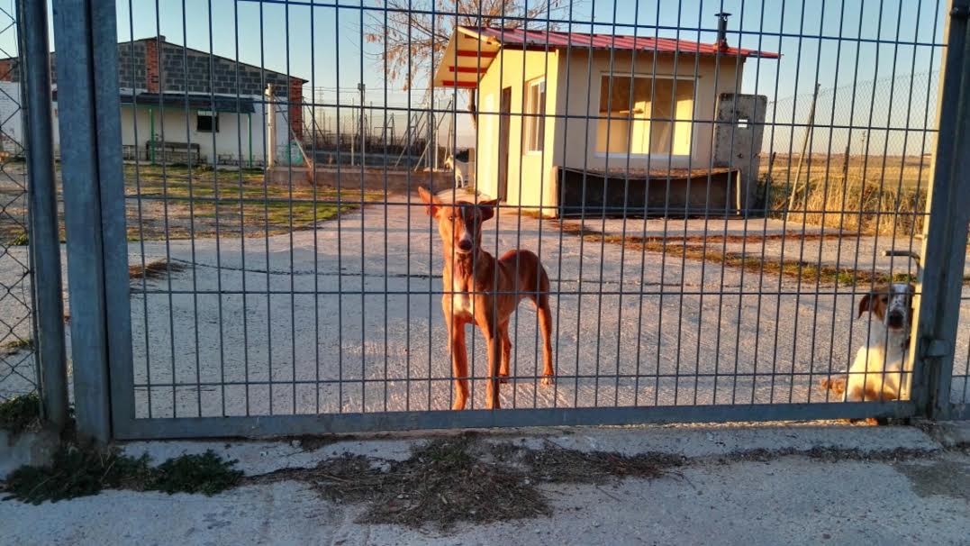 proteSegovia's tweet photo. #FelizJueves #QuisieraSuperpoderesPara encontrarle un buen hogar a WIN #Segovia https://t.co/wAMLGgxOf9 https://t.co/6UM74KumJb