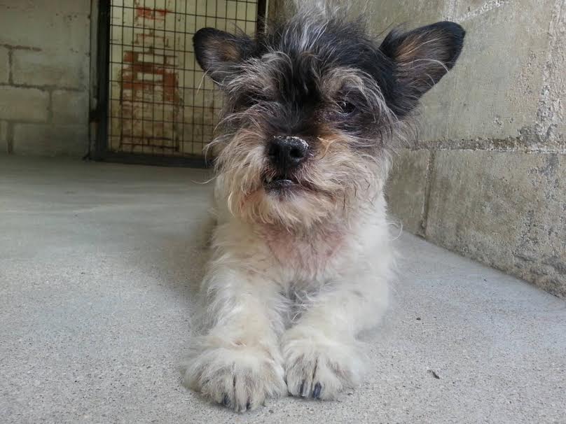 proteSegovia's tweet photo. #FelizJueves #QuisieraSuperpoderesPara encontrarle un buen hogar a TATO #Segovia https://t.co/atshp6Luu0 https://t.co/FRuYL68fLH