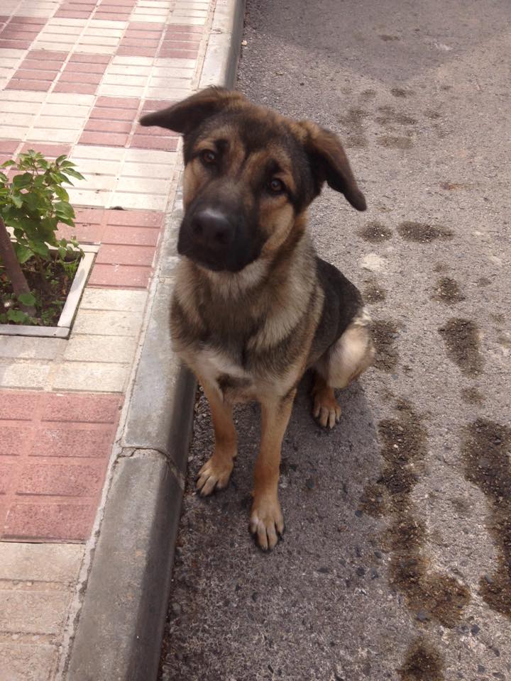 escardi's tweet photo. AYUDA!!Cachorro abandonado en Cabra(Córdoba),muy cariñoso y tierno. RT a ver si pueden acogerle alguien, gracias. https://t.co/ositGaNLLp