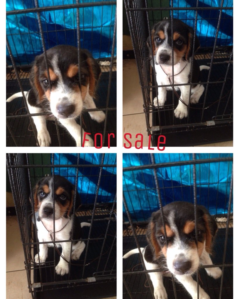 For sale Beagle 2bulan betina 1jt nego . Minat? Pm langsung
