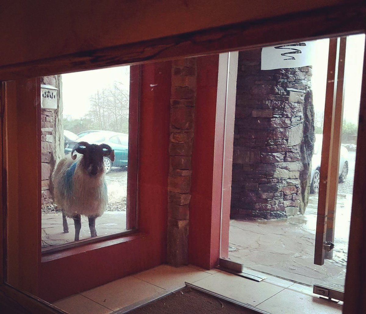 DelphiEscape's tweet image. A very special guest waiting to check-in at #DelphiResort 🐑 #ThisIsIreland #Connemara  #LoveIreland