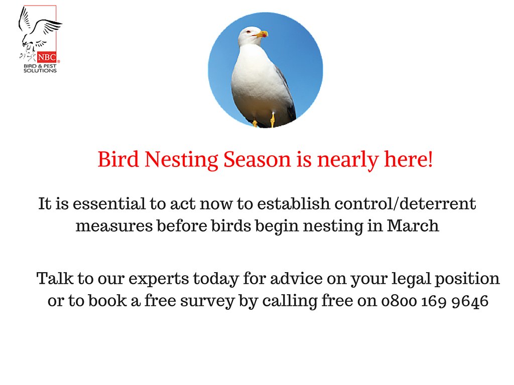 NBCEnviro's tweet photo. #Gull nesting begins in March
Act now to stop them returning to your building  https://t.co/Dy3TBBsIld 

#birdproof https://t.co/lxa1koSt03