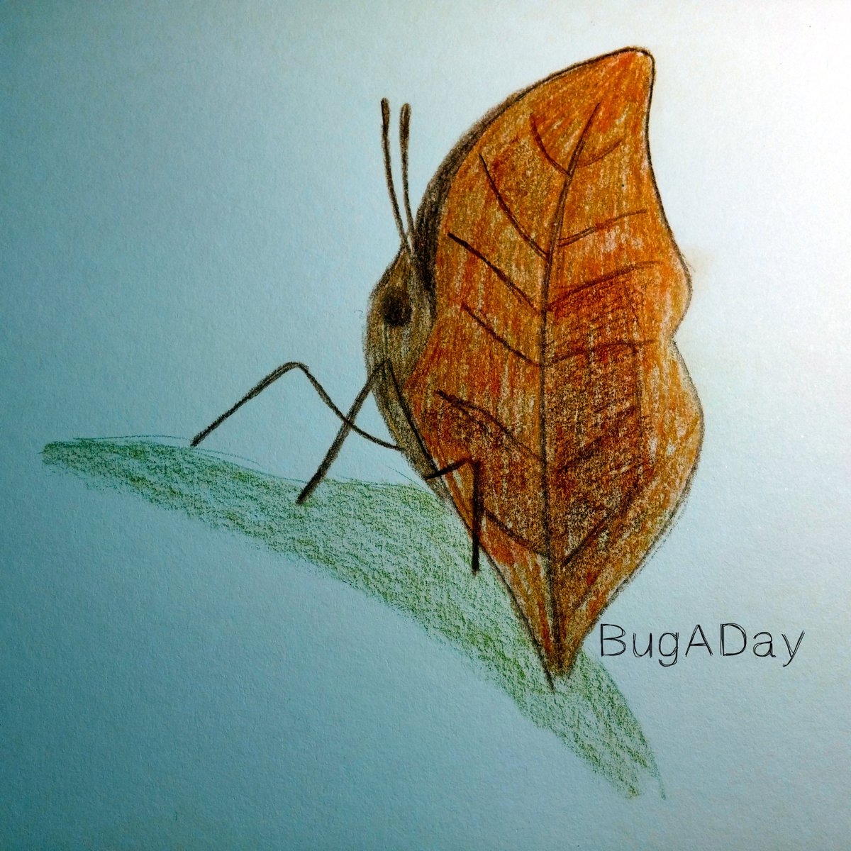 pencil_roll's tweet image. BugADay: The Orange Oakleaf Butterfly is a master of camouflage.
#BugADay #insects #butterfly #drawing #nature #bu…