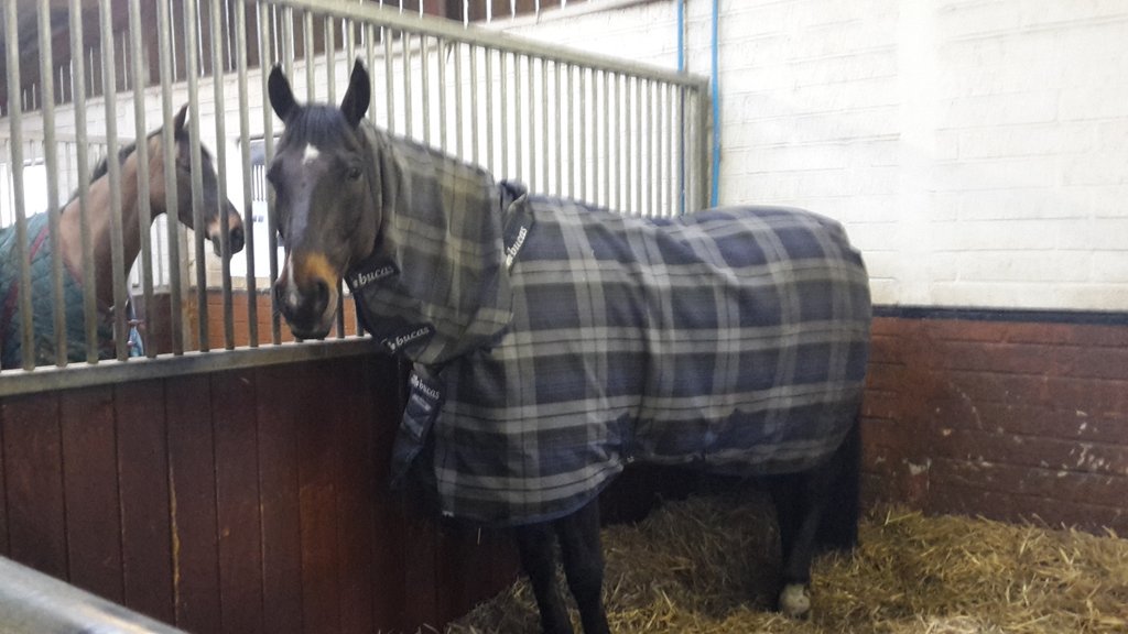 Happy times happyin <a href="/bucasblankets/">Bucas Blankets</a> <a href="/Bucas_Ireland/">Bucas</a> <a href="/griffiths_sam/">Sam Griffiths</a>