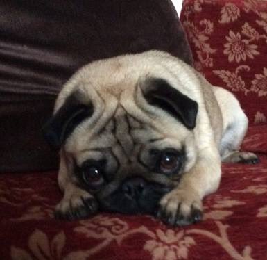 LostPetsRetweet's tweet photo. Please RT 🐶🐾
#StolenDog #Pug #BringBetsyHome @BringBetsyHome 🐶🐾
#Beguildy #Knighton #LD7 
https://t.co/EYy243Hf1a https://t.co/LFKM9WU2KZ