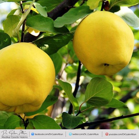 Günlük Yaşam Bilgileri 
Ayvanın Yaraları Nelerdir ? 
-Ayva meyvesi, kalbe kuvvet verir ve rahatlatır.
#ayva #günlük