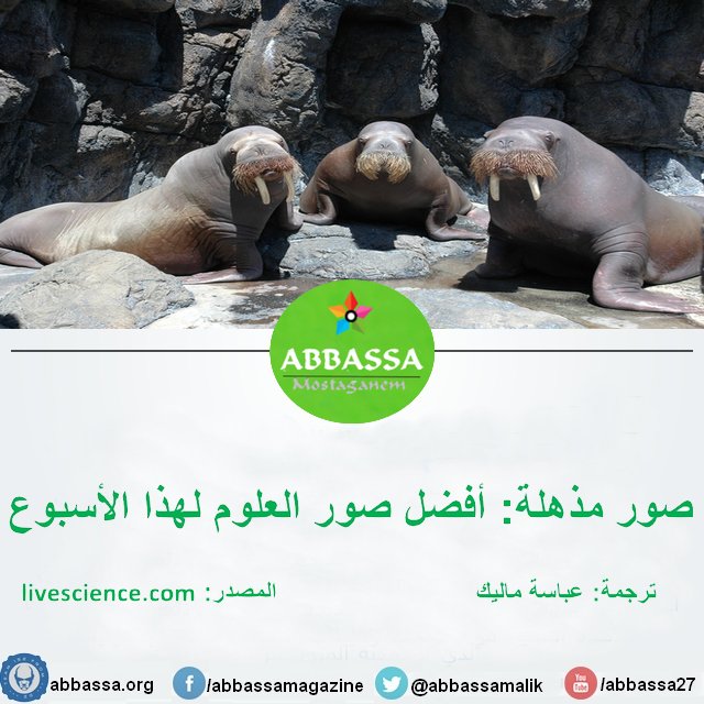 abbassamalik's tweet image. صور مذهلة: أفضل صور العلوم لهذا الأسبوع

من هنا abbassa.org/?p=4250
#طلب_العلم #علوم #صور #livescience