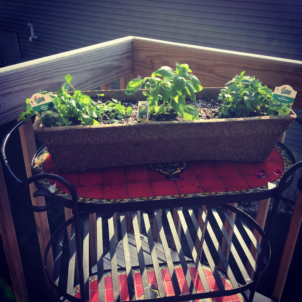 My summer herbs are looking good! #basil #cilantro #mint #freshherbs #gardeningsuccess #newhobby #sunshine #ilovesummer☀️