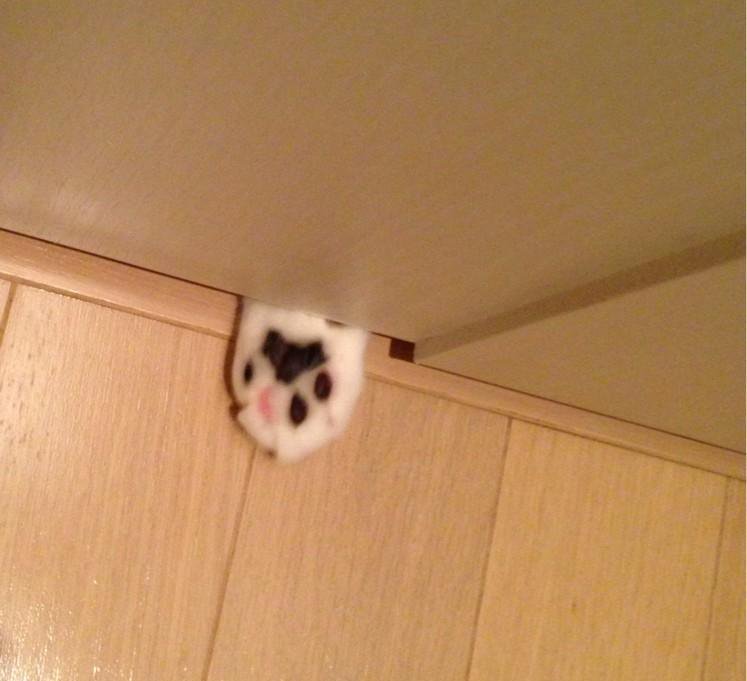 Kaidan_Fox's tweet image. 이 트윗을 알티해봤자 돈이나 행운이 들어오진 않지만 귀여움을 충전할 수 있습니다.