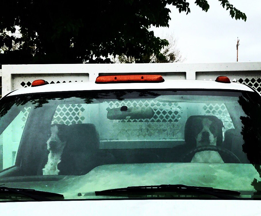 Who's driving who to the ranch today? #winerydogs