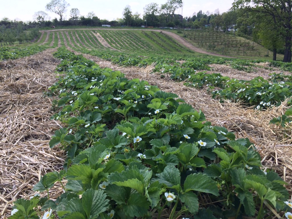 Strawberries are in full bloom! Just a few more weeks until U-pick strawberry season is here
