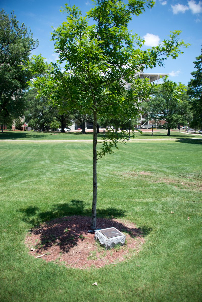 MSU_AG's tweet image. Happy National  ❤️ a Tree Day!  At MSU all of our trees have a purpose &amp;amp; some represent the loved ones we have lost #nationalloveatreeday