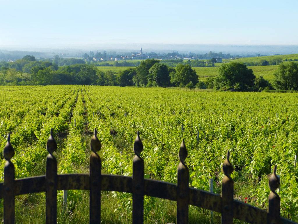 Our winemaker dinner is TONIGHT 5-8PM with Brandon Wright of <a href="/KermitLynchWine/">Kermit Lynch Wine</a>, featuring wines from Corsica paired with our dishes!
