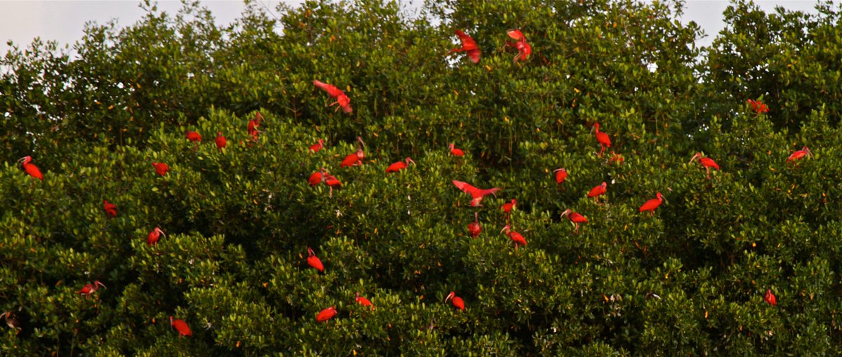 rrbehringer's tweet photo. We took a boat ride into Caroni Swamp in #TrinidadandTobago &amp; saw island covered with Scarlet Ibis as they flew in to roost for the night. https://t.co/gKSKSShHbY