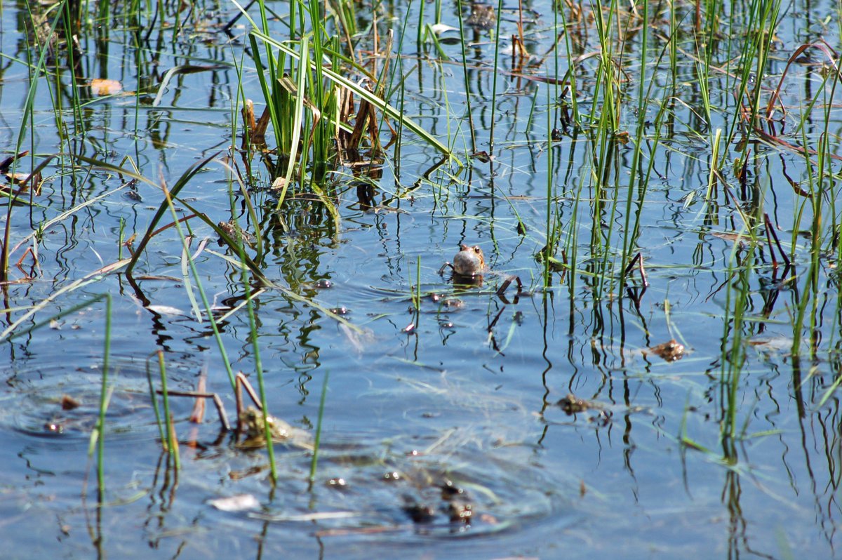 Northland toad time begins in mid-May
bit.ly/2pHL5Aj