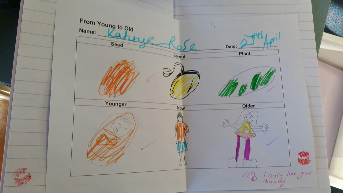 Claire7072's tweet photo. Some interesting predictions on how broad beans grow in stage 2 science #acuedu_p https://t.co/opAcjLicaf