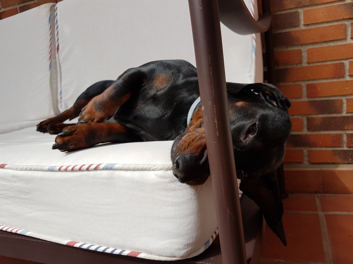 teckelazos's tweet photo. I just want the weekend to come up! 😥
https://t.co/29wgx95jXX
#Monty #teckel #dachshund #wienerdog #tired #justwaitingfor #weekend #cute https://t.co/9EzAEVM3WJ
