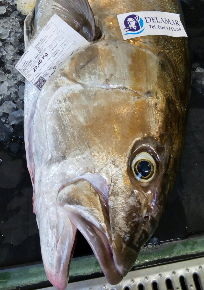 Pez Limón/ Lecha/ Serviola/ Lirio/ Sirvia......Precioso animal #DELAMAR